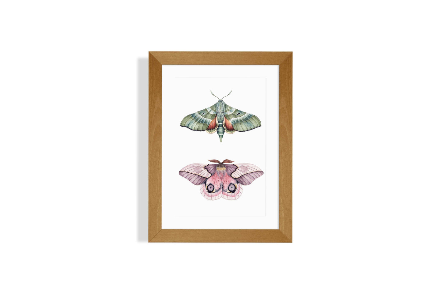 Automeris Moth and Pacific Green Spinx Moth Art Print